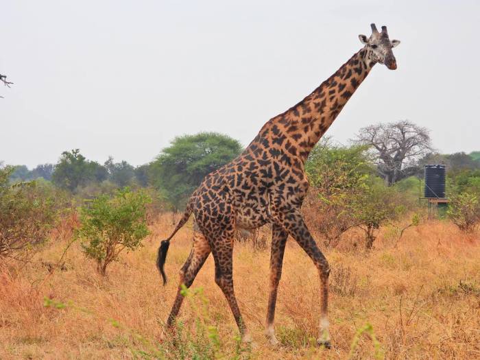 In Olkeri, our guests are enjoying authentic African flavors with the wild as their backdrop—dining doesn’t get more memorable than this.