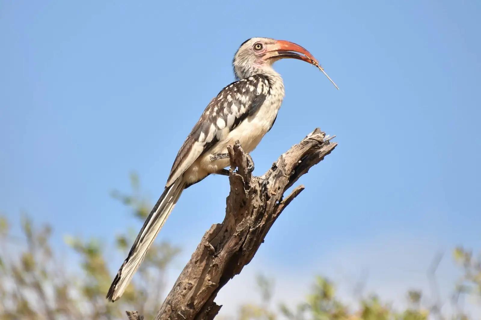 4 Day Lush Sabi Sand River Safari