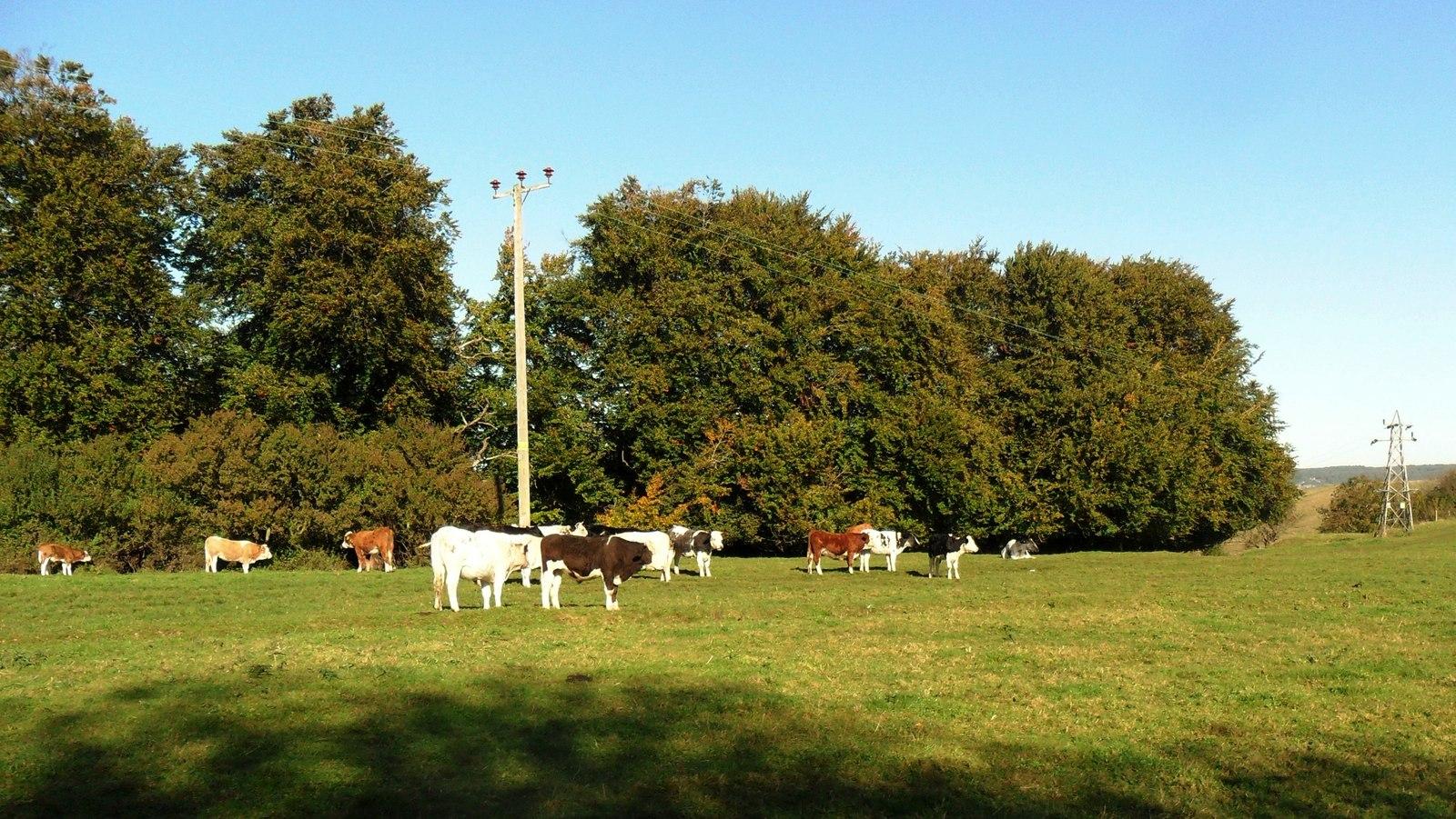 Selsley Common