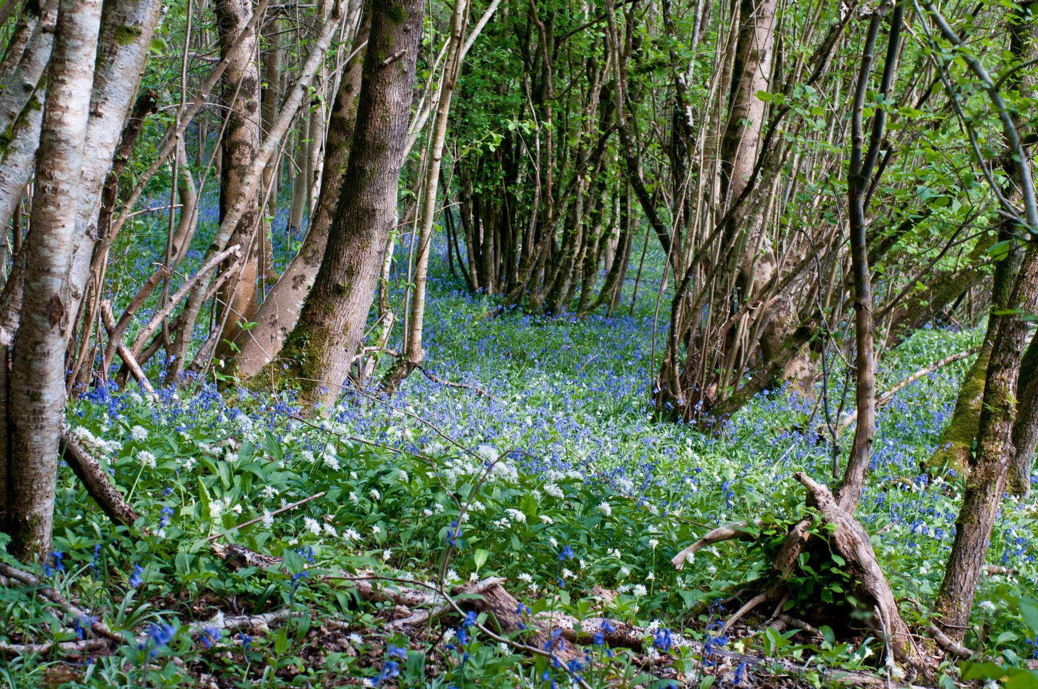 Nature & Ancient Landscapes