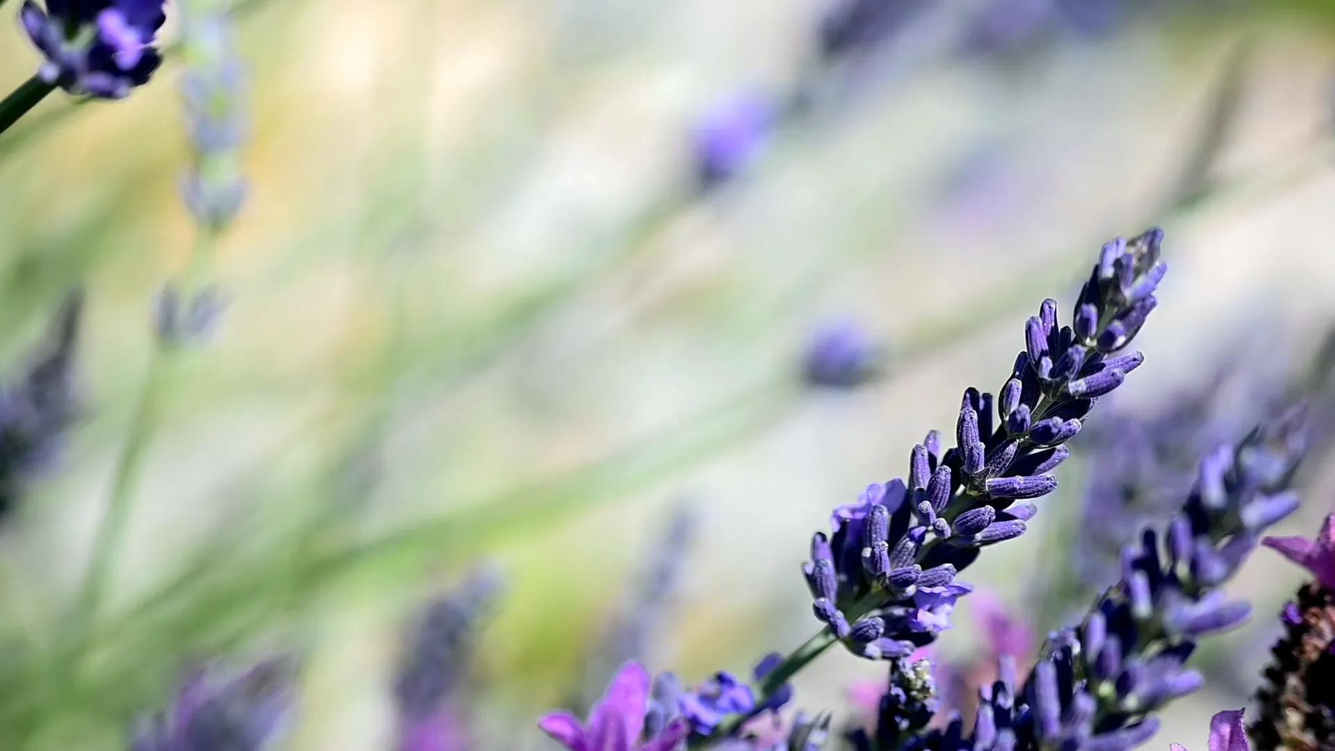 Drone view of the city of Grasse