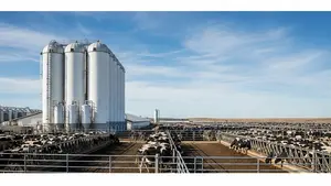 A wide-angle shot of a large industrial dairy farm facility featuring several white storage silos and fenced cattle pens under a clear blue sky.