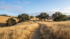 A panoramic view of a golden California hillside with a hiking trail winding through wild grass and scattered oak trees