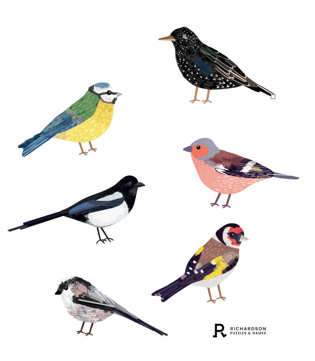 Bird Illustrations 