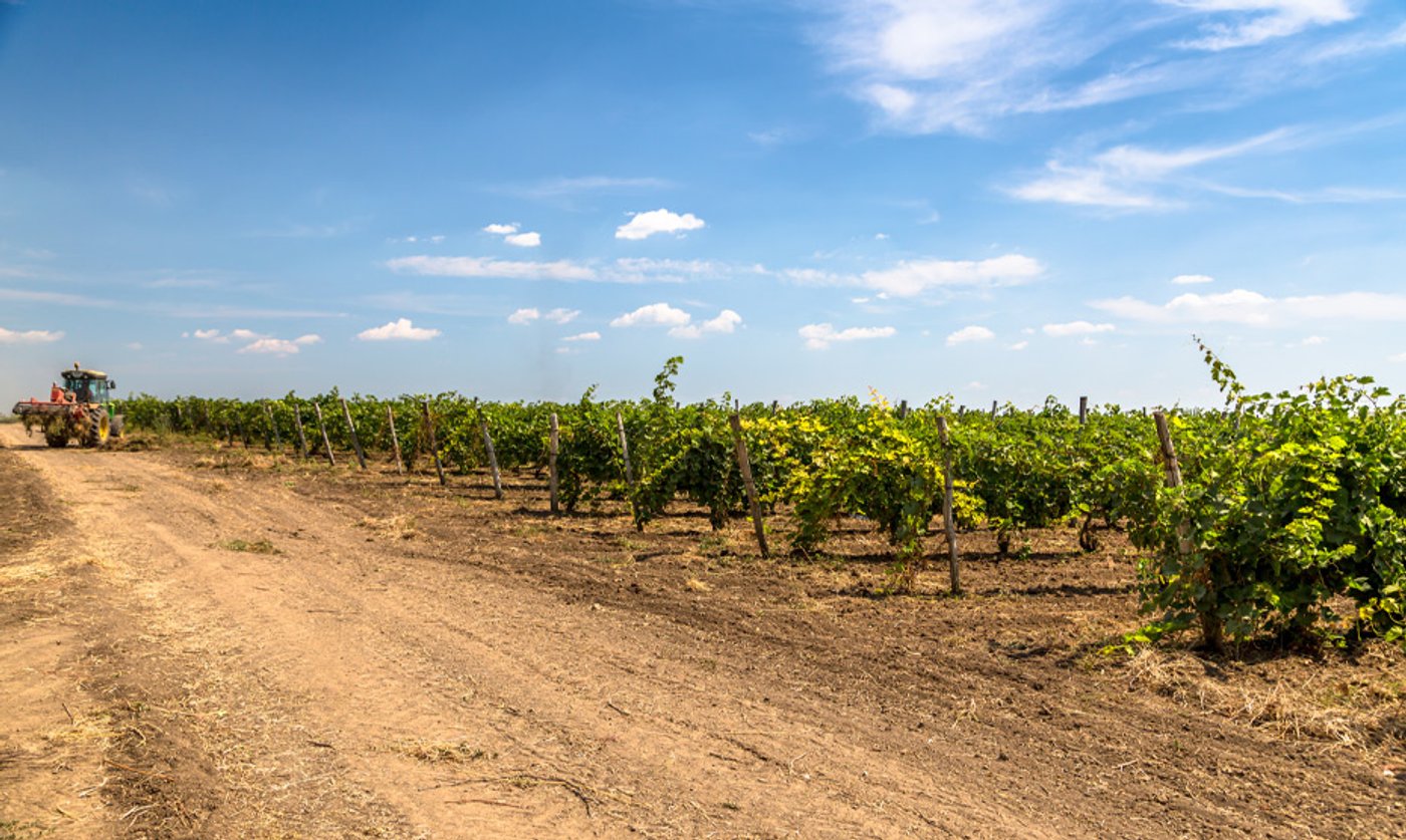 Cantine Paolini