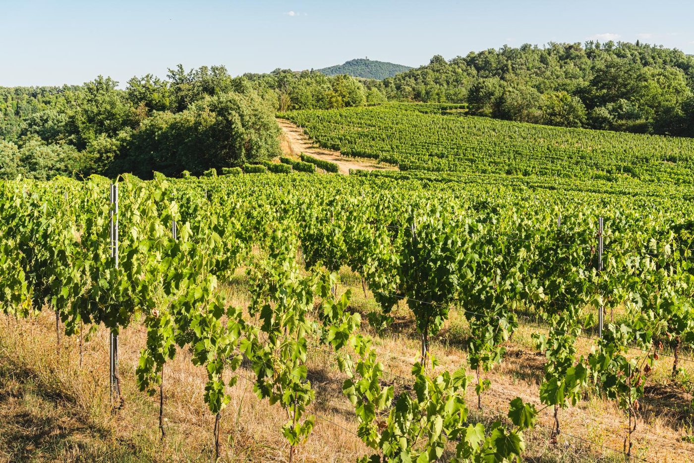 Tenuta Selvaforte