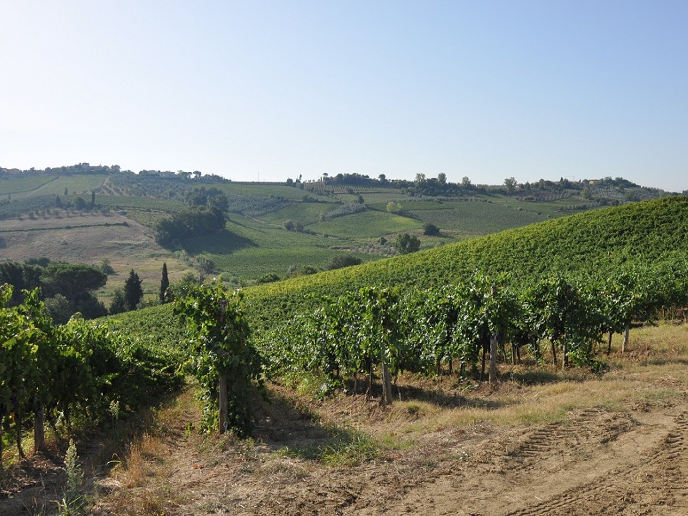 Fattoria Bini