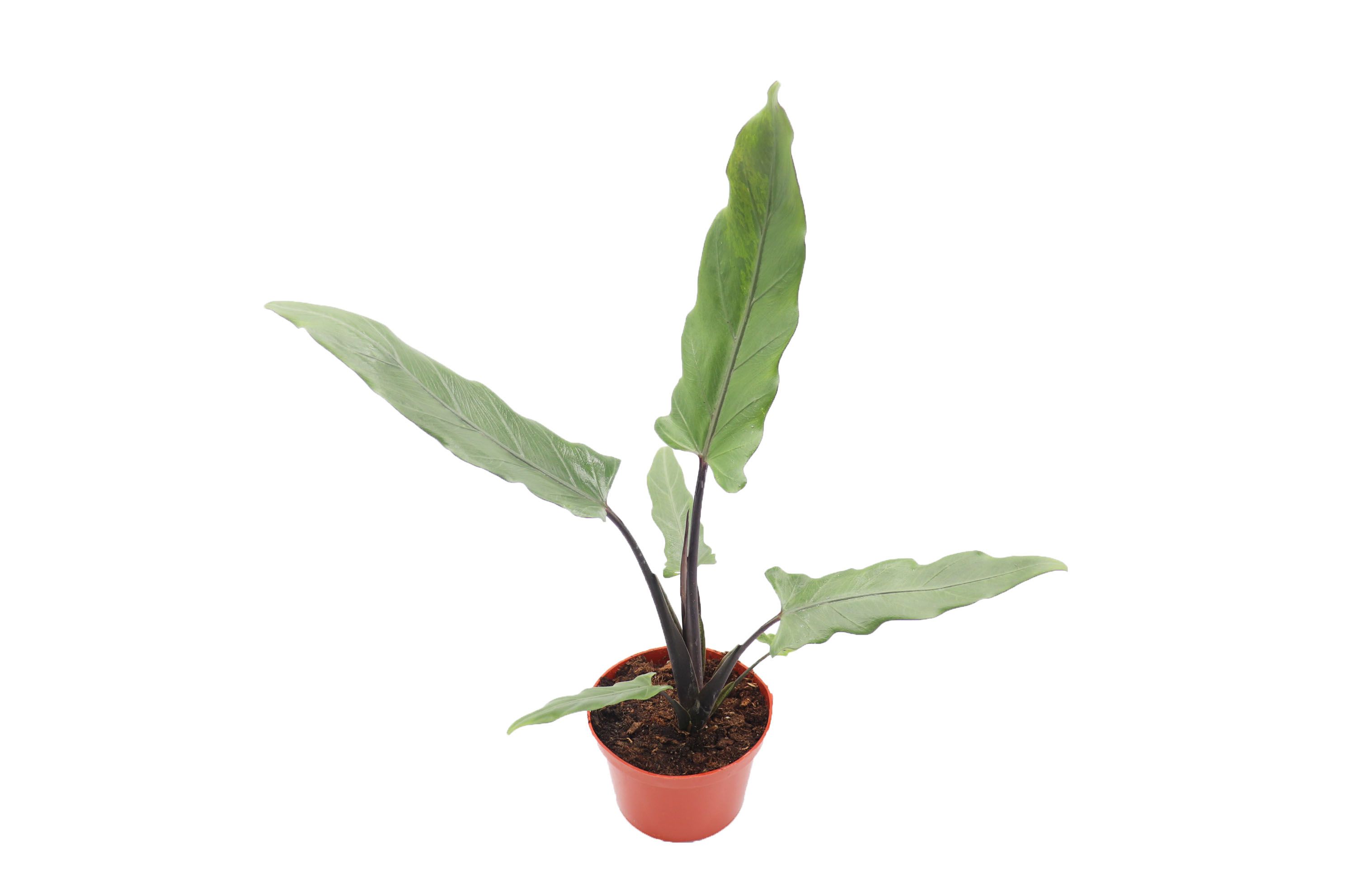 Alocasia Lauterbachiana