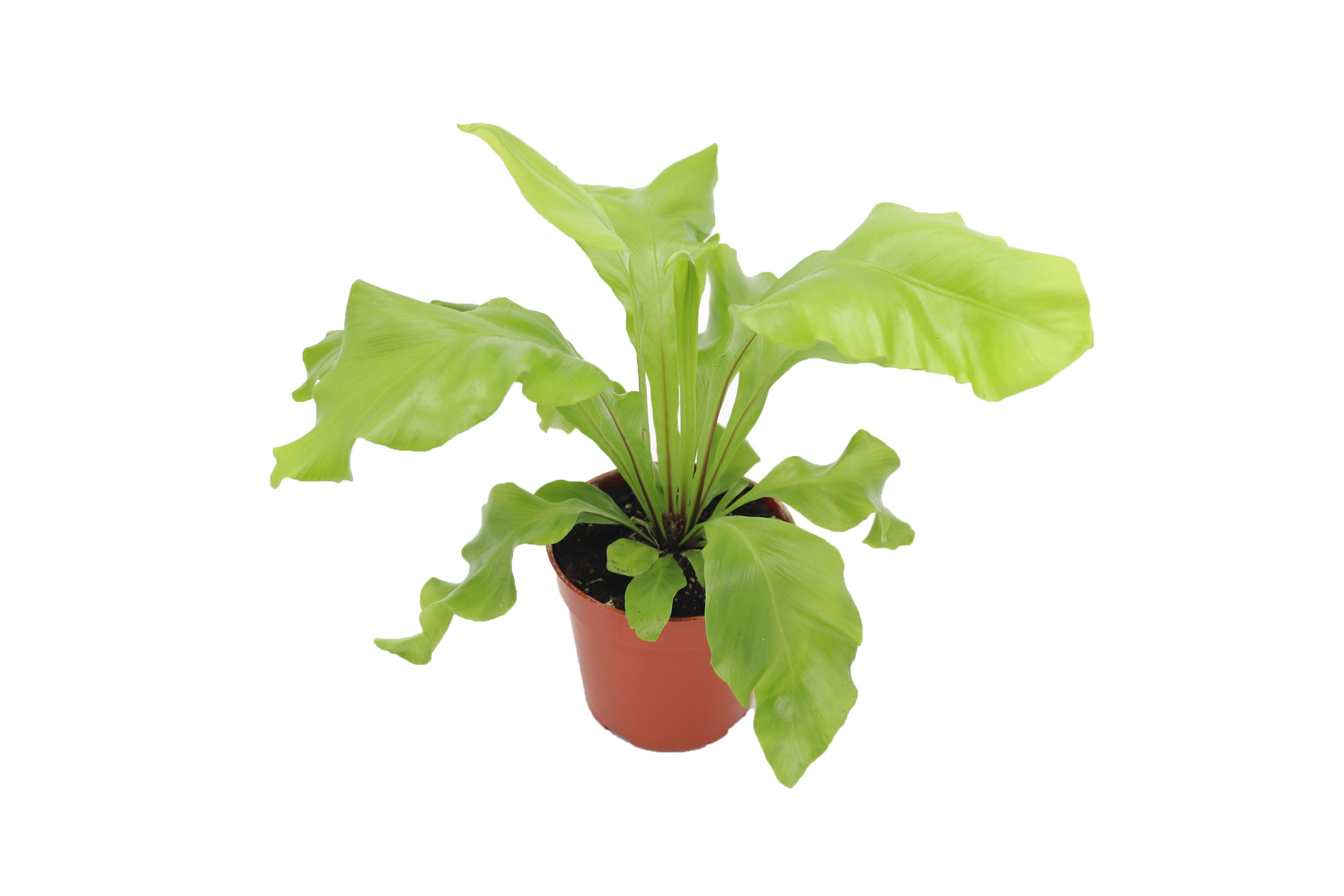 Bird’s Nest Fern ‘Nidus’