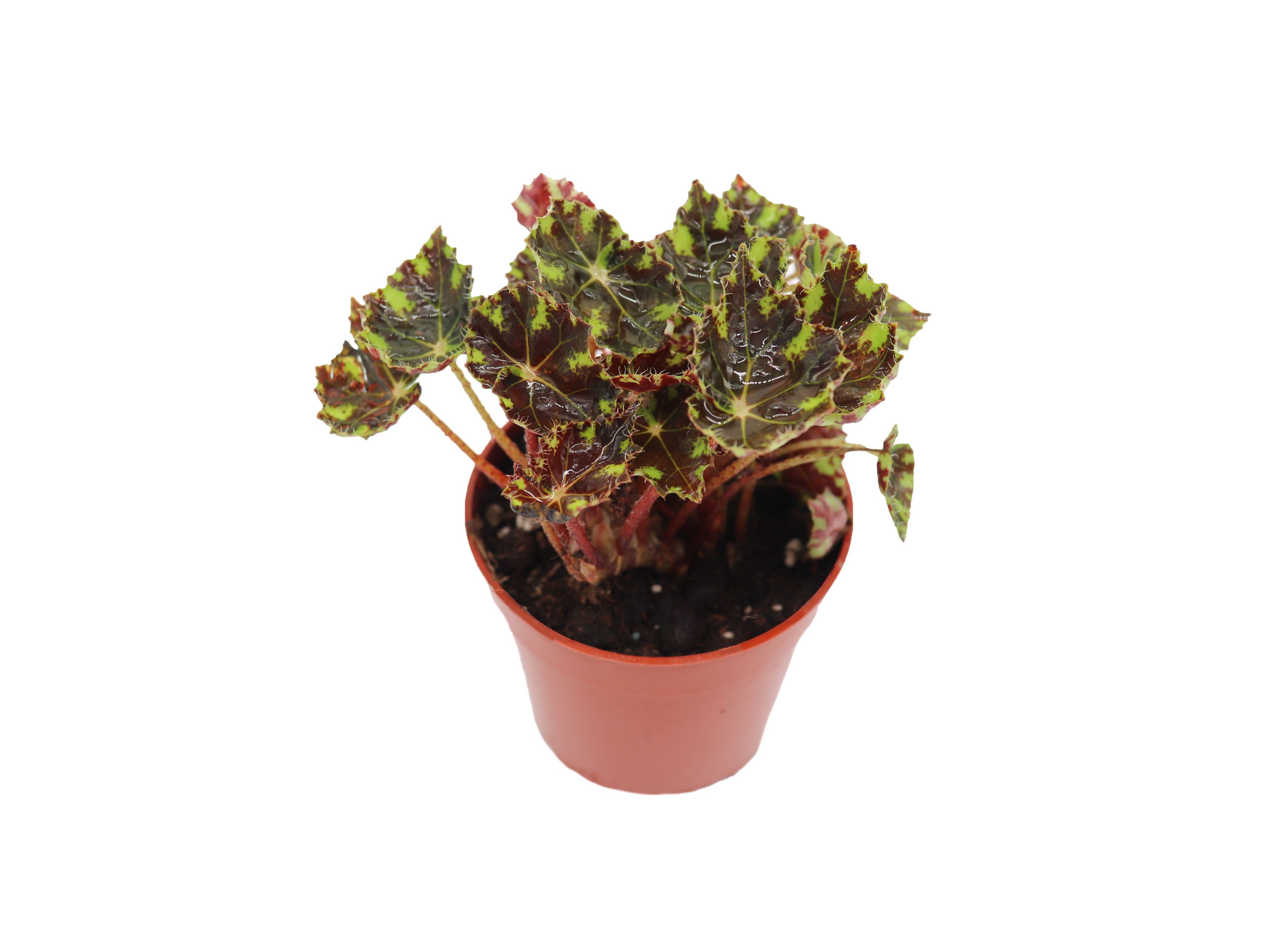 Begonia Rex Tiger Paw