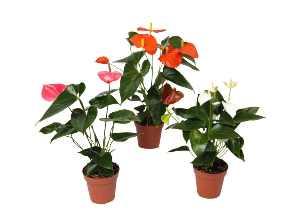 Anthuriums Assorted Color-4''