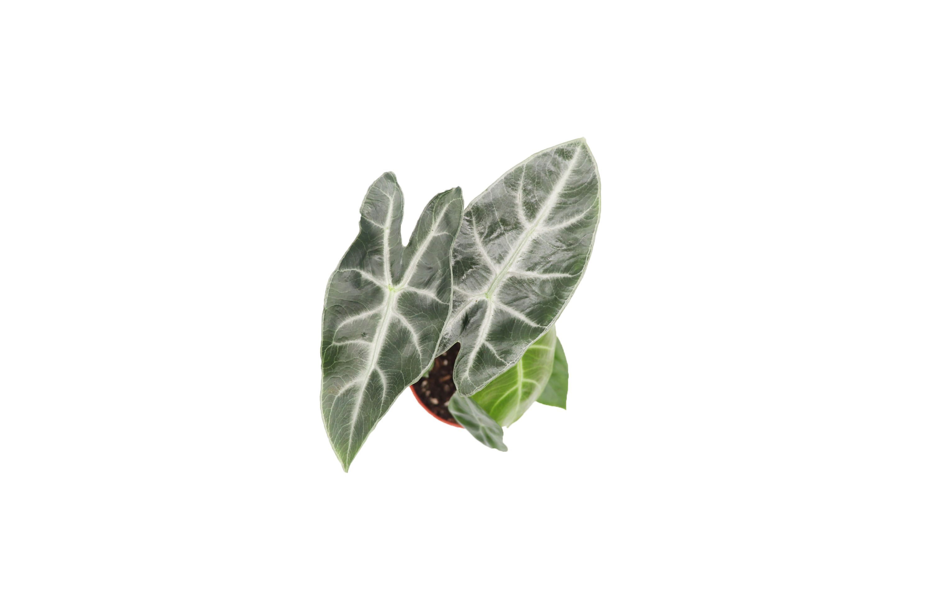 Alocasia Ebony