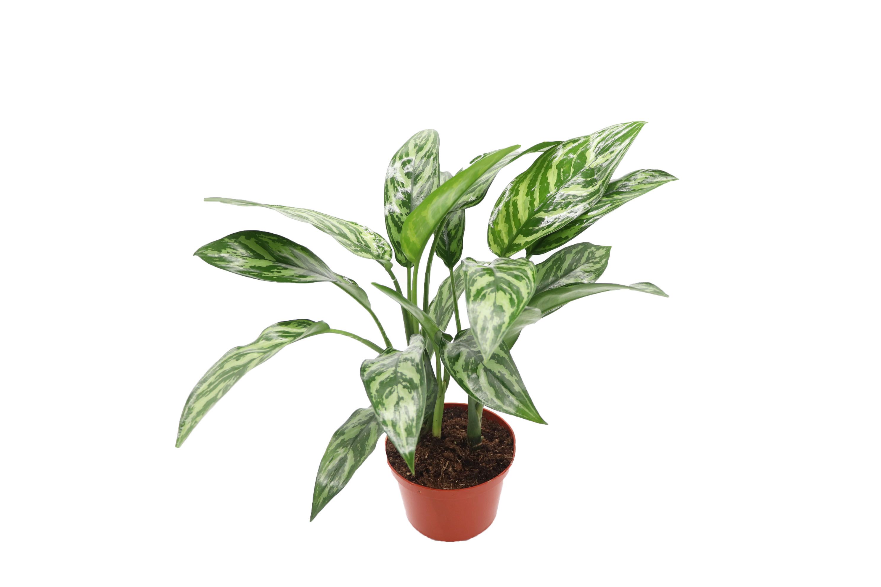 Aglaonema Tigress