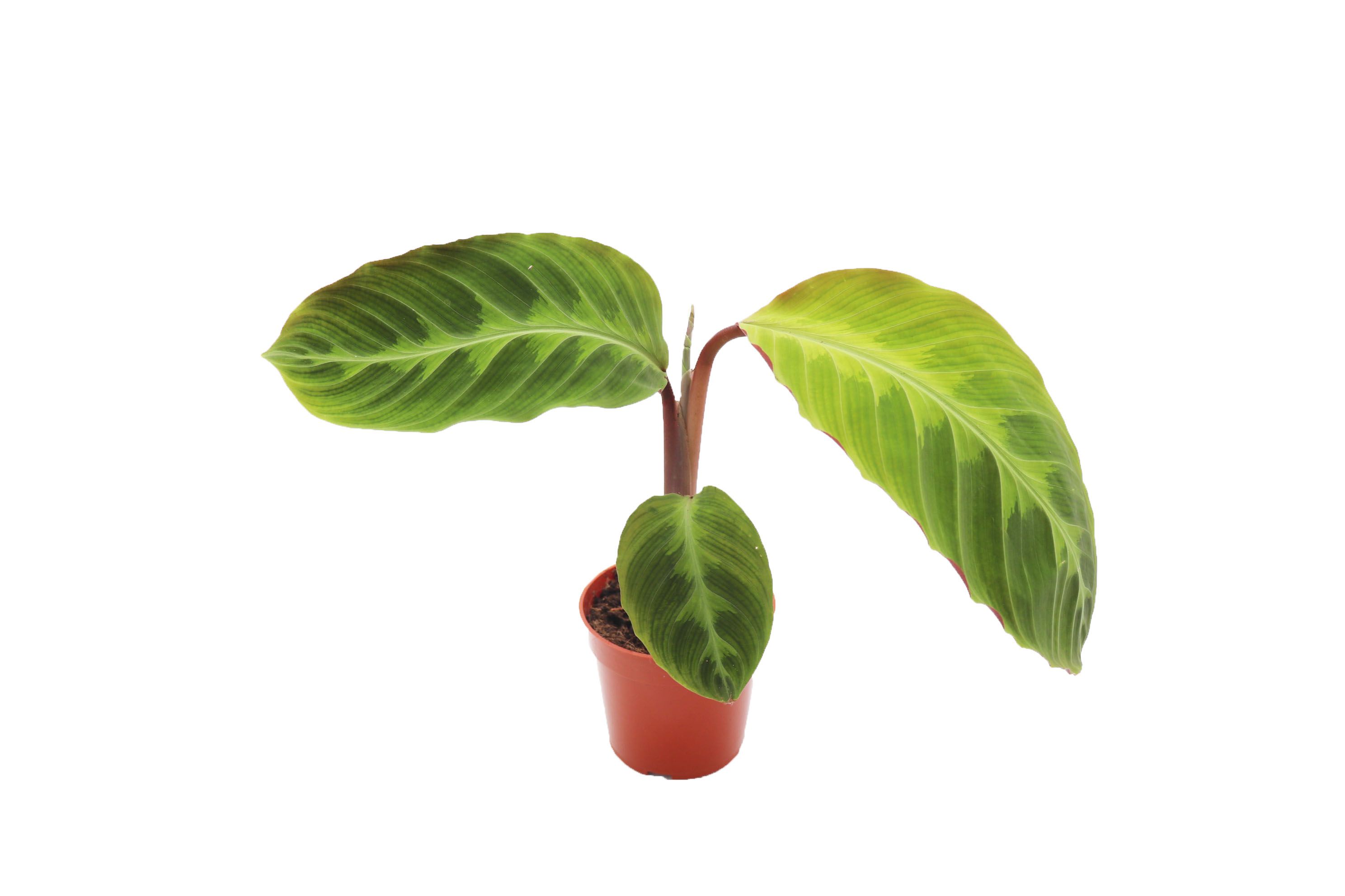 Calathea Warcewiczii