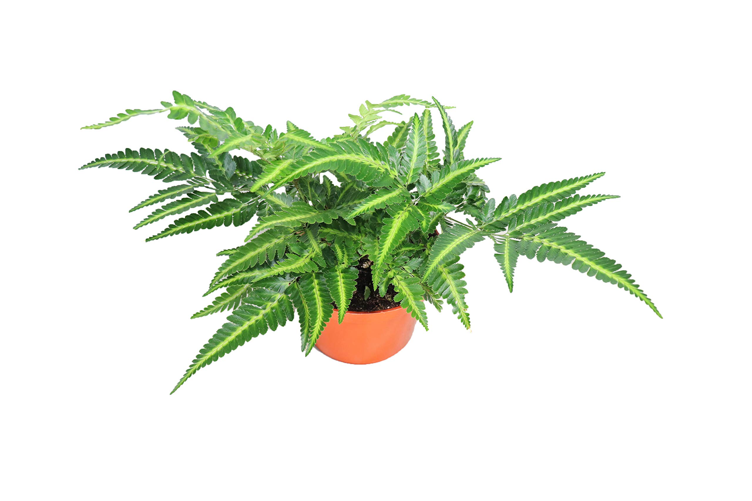 East Indian Holly Fern