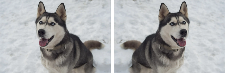Two photos of huskies mirrored