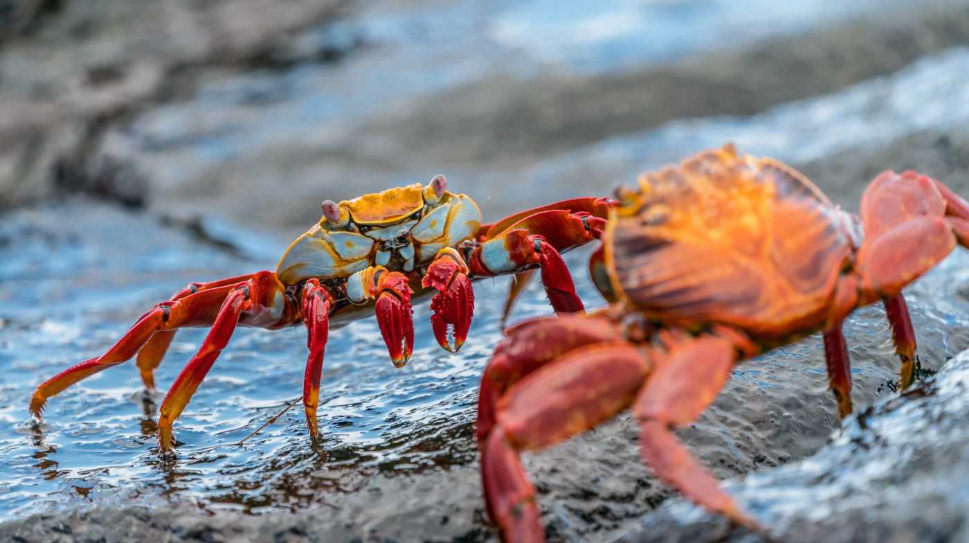 Two crabs staring at each other on wet rocks