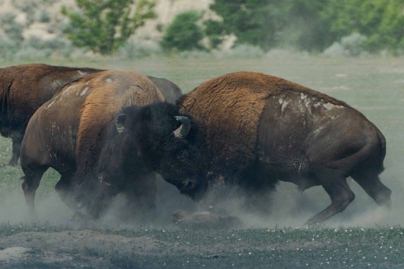 two bison butting heads