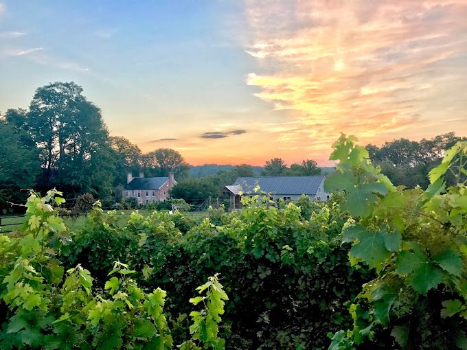 Zephaniah Farm Vineyard