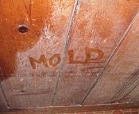 Moldly Rotting Crawl Space
