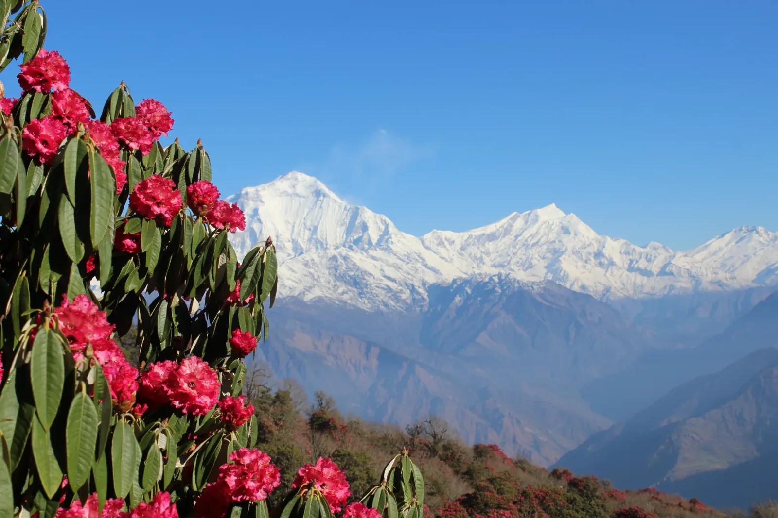 Blühender Rhododendron vor dem schneebedeckten Dhaulagiri unter klarem Himmel, vom Poon Hill Trail aus gesehen