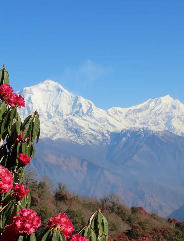 Blühender Rhododendron vor dem schneebedeckten Dhaulagiri unter klarem Himmel, vom Poon Hill Trail aus gesehen