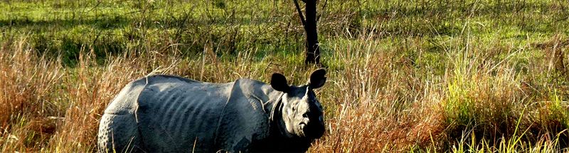 Chitwan Jungle Safari Tour