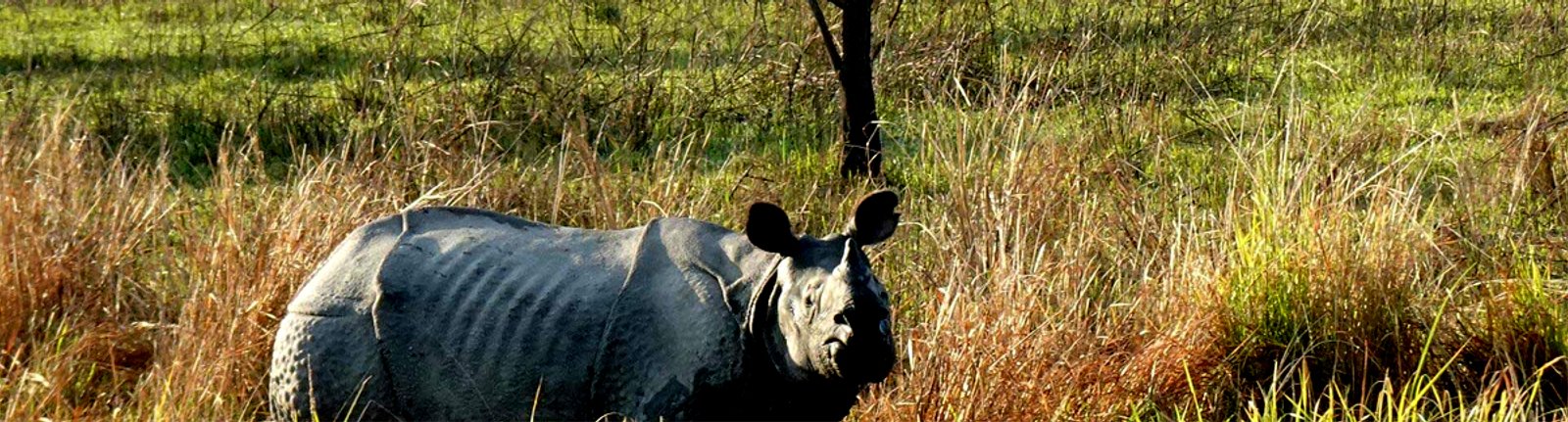 Chitwan Jungle Safari Tour
