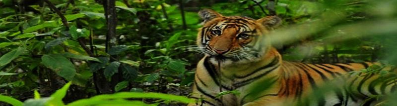 Bardiya Jungle Safari Tour