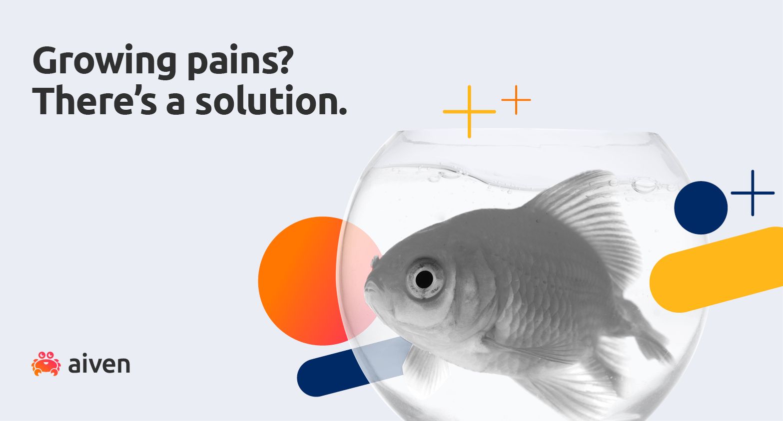 Growing pains? There's a solution. A big goldfish in a small bowl on Aiven background