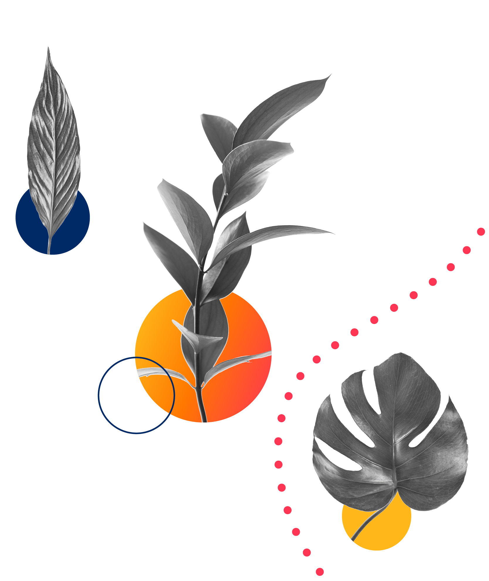 Three different leafy plants represent Aiven's DEI initiative