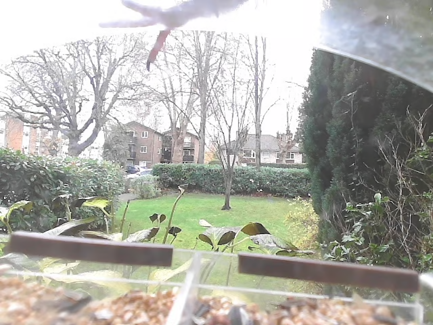 a pigeons foot sticking into the top of a picture of a bird feeder