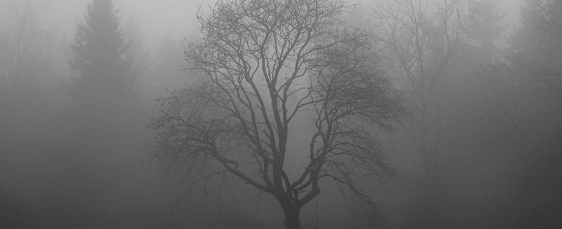 Bilde av et grått tre i en skog