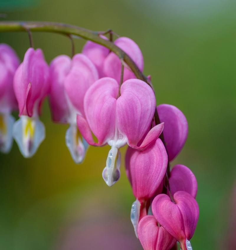 Bilde av en blomst som ser ut som en rekke rød-rosa hjerter