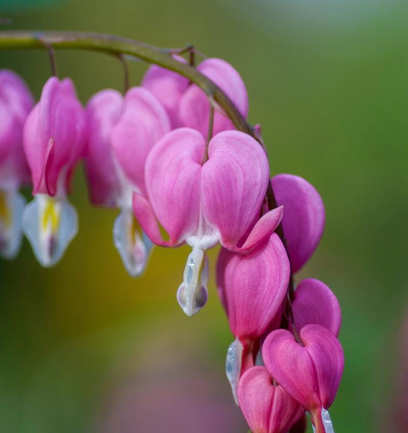 Bilde av blomster som likner på hjerter