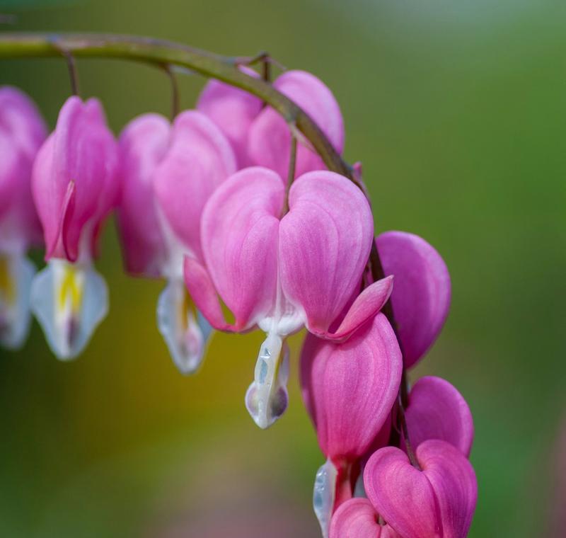 Rød-rosa blomster som ser ut som hjerter