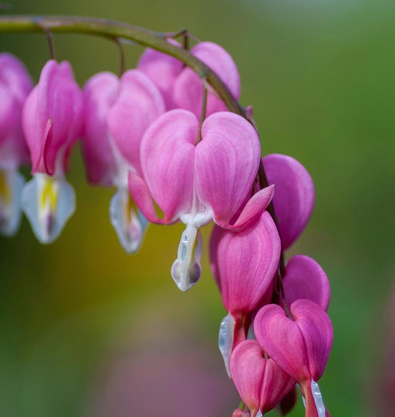 Bilder av blomster som likner på hjerter