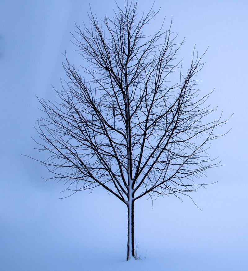 Et tre uten blader i snø