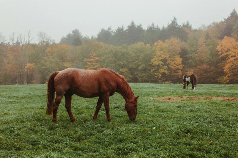 Hester i tusmørke og regn