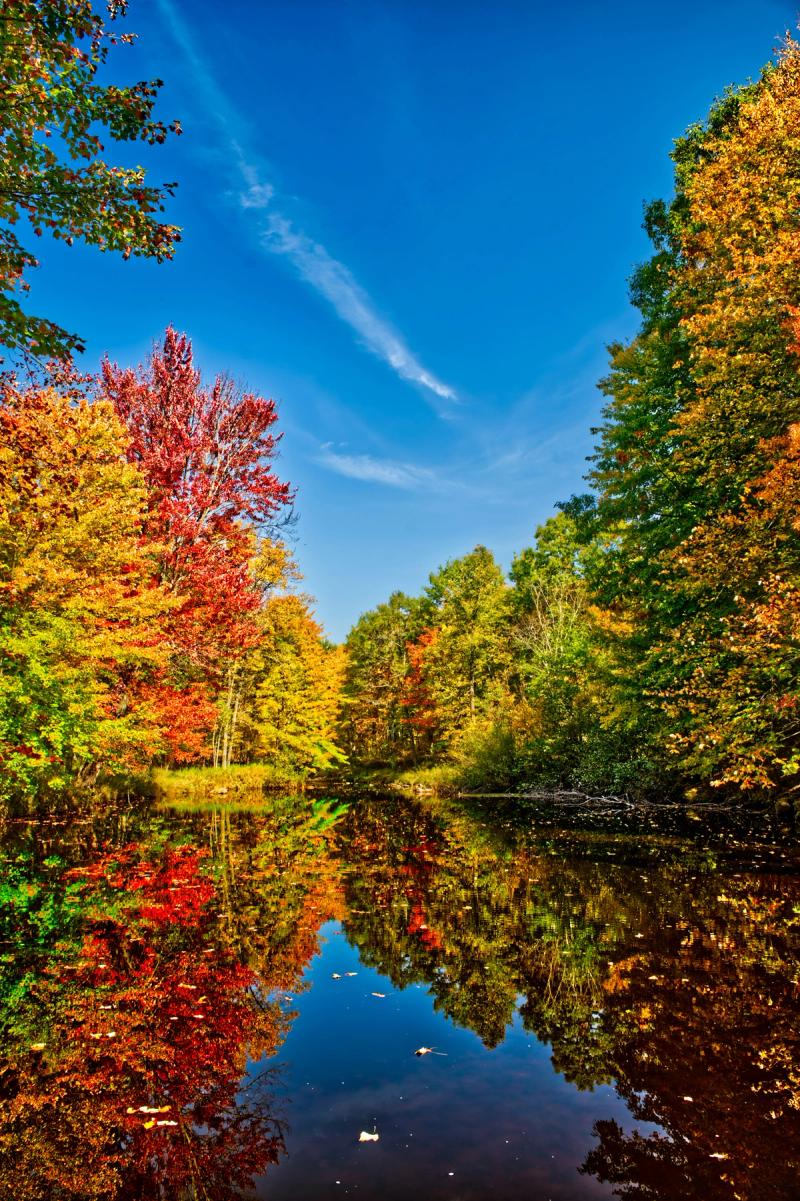 Skogsbilde i september
