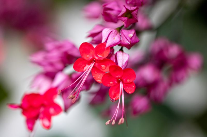 Blomsterillustrasjon til Vi holder livet av Inger Hagerup