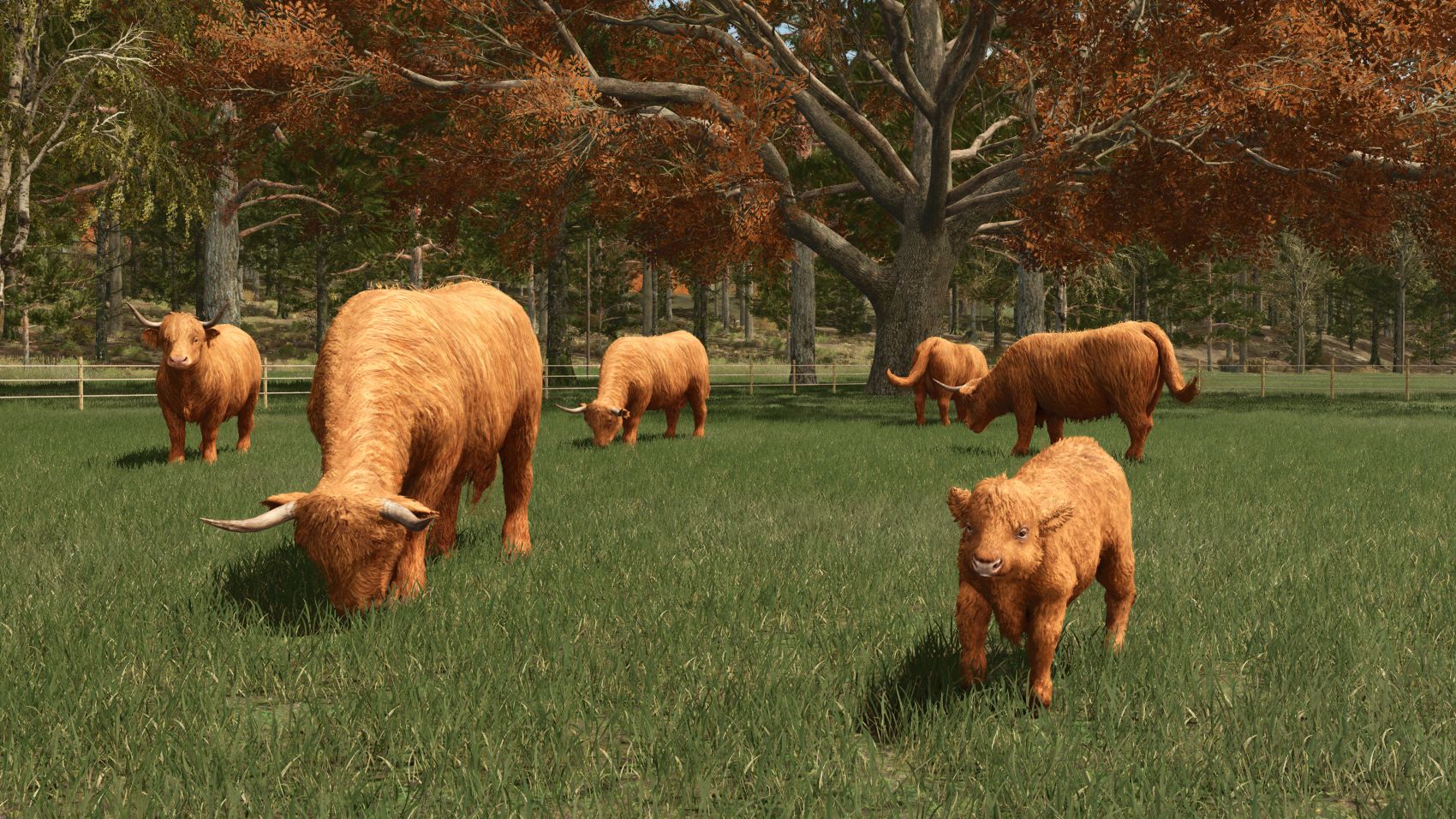 Худоба та культура 4