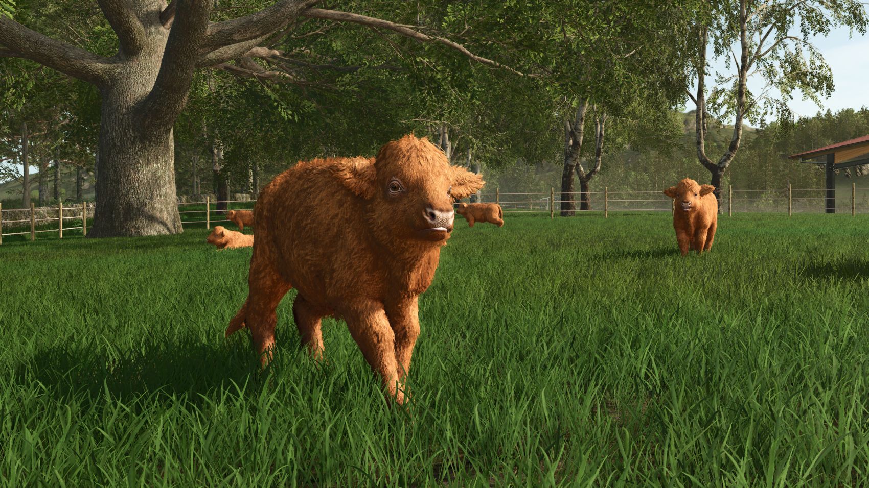 Худоба та культура 3