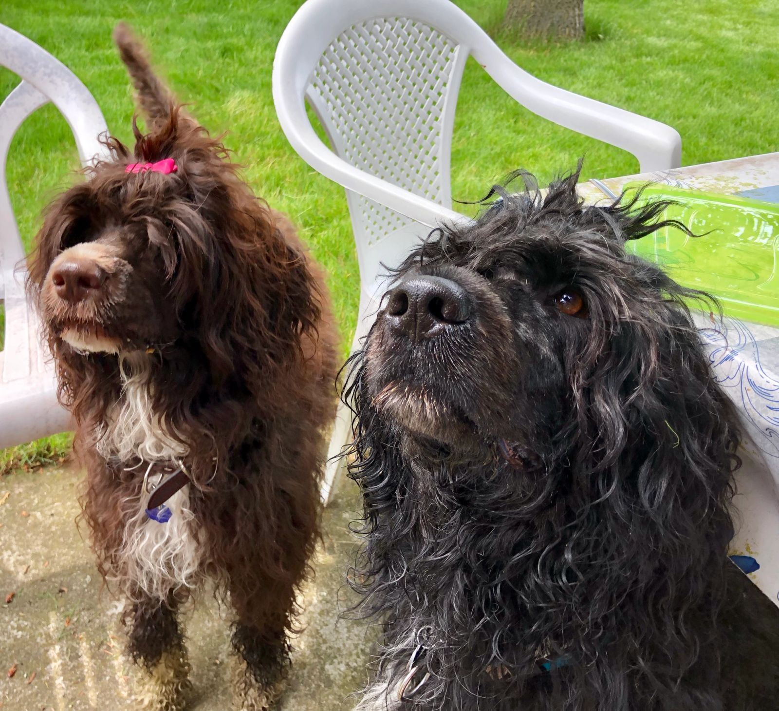 Fotografie Blondi - obrázek 4