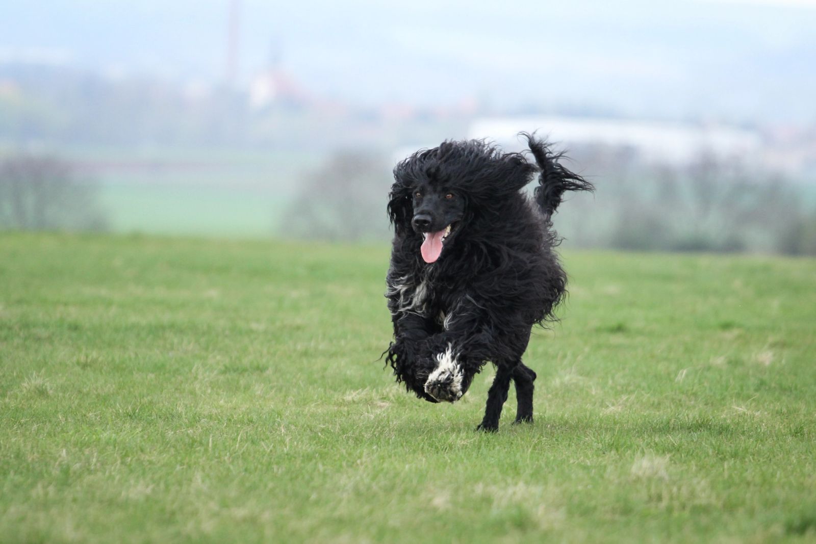 Fotografie Blondi - obrázek 8