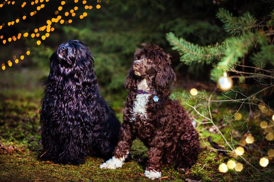 Izi se Sárou a vánoce