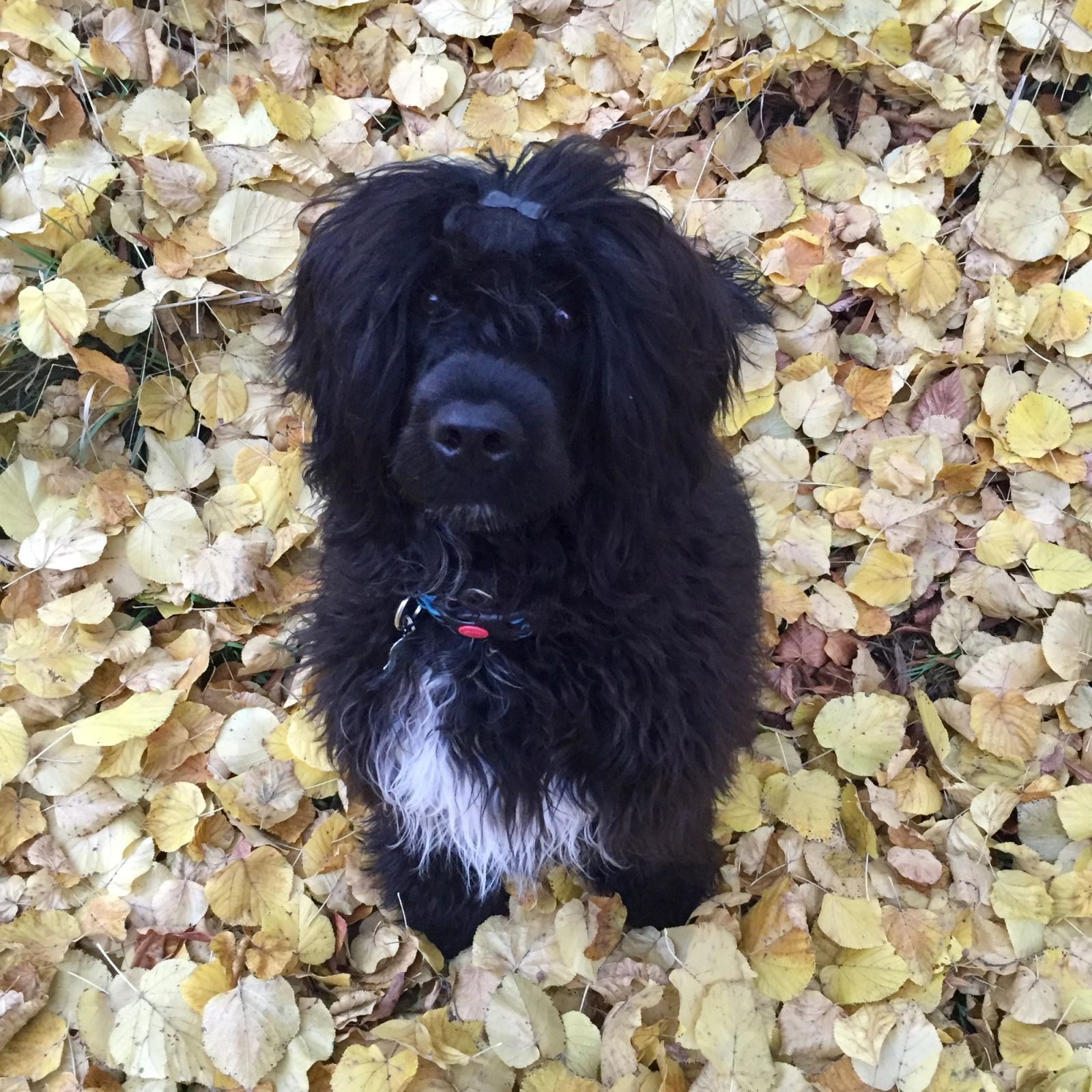 Fotografie Blondi - obrázek 1