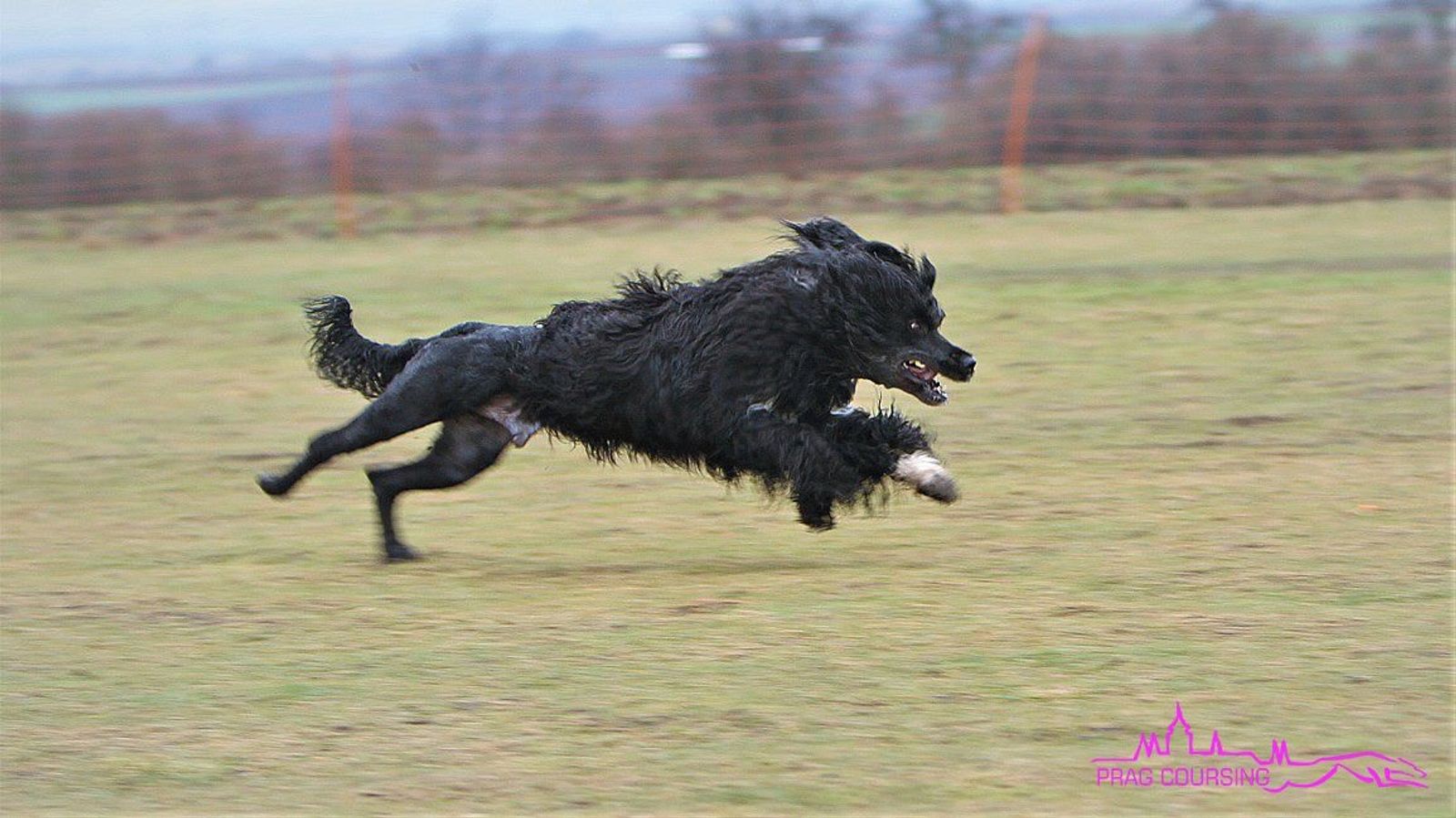 Fotografie Blondi - obrázek 10