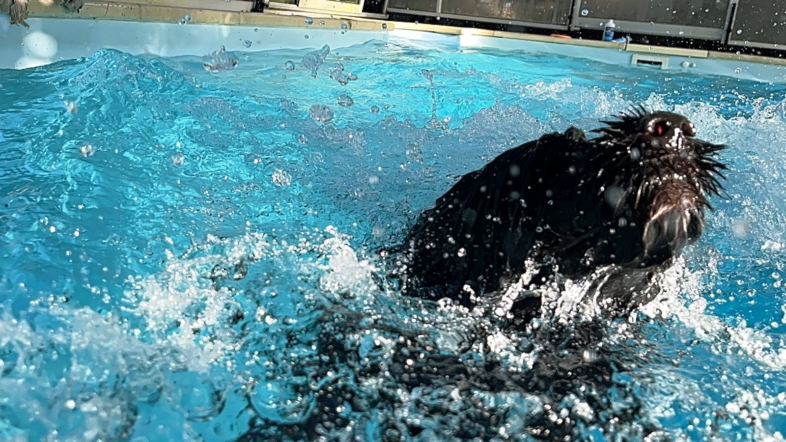 Fotografie Blondi - obrázek 20