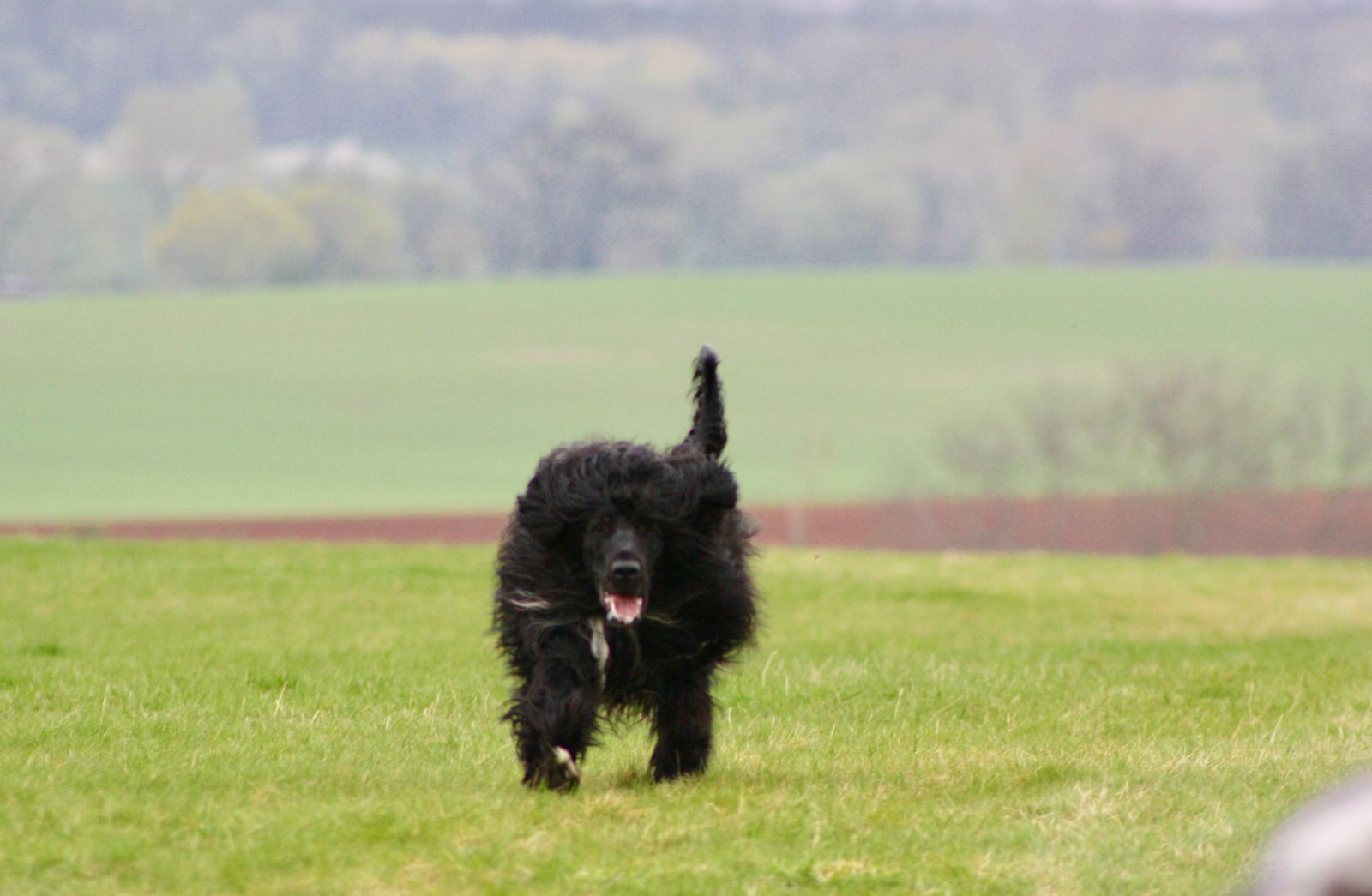 Fotografie Blondi - obrázek 2
